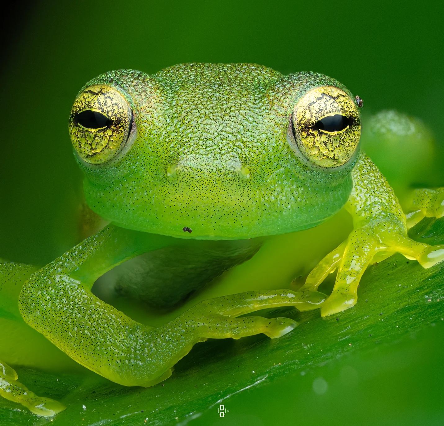 Cận cảnh côn trùng, mở ra một thế giới lạ lẫm mê ly- Ảnh 6.