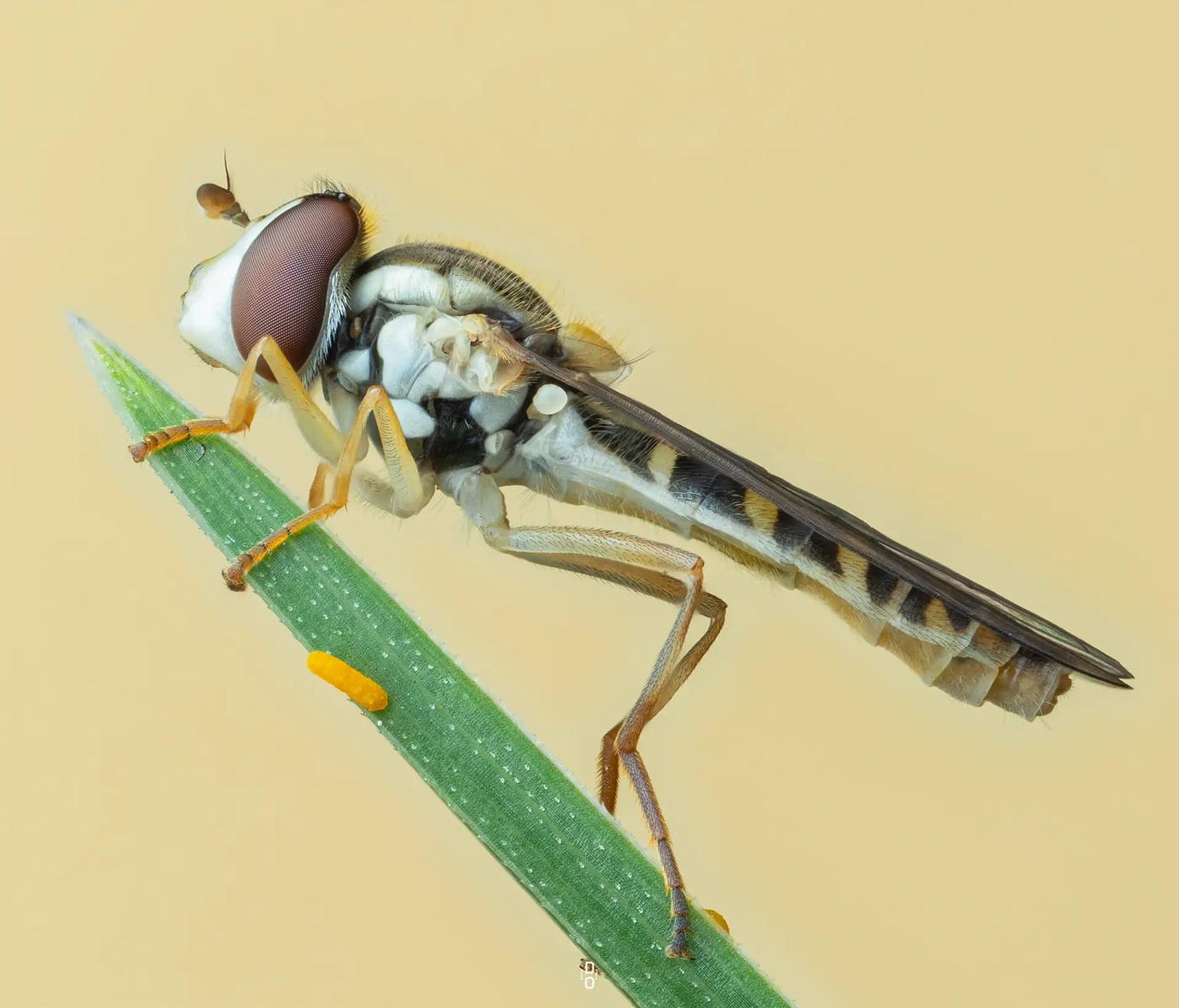 Cận cảnh côn trùng, mở ra một thế giới lạ lẫm mê ly- Ảnh 3.