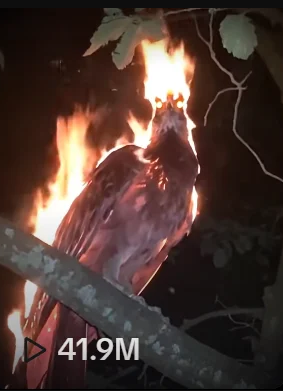 Xôn xao đoạn video phượng hoàng lửa đột ngột xuất hiện trong đêm tối, mạng xã hội chia rẽ thành 2 phe- Ảnh 2.