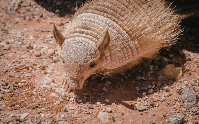 Tạo hóa chắc hẳn đã