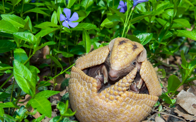 Tạo hóa chắc hẳn đã