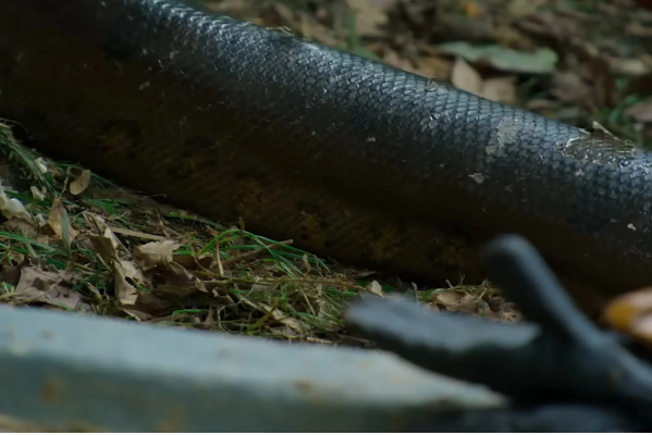 Will Smith chạm trán nghẹt thở với loài rắn khổng lồ mới ở Amazon: Dài tới 5m, cơ thể dày ngang thân cây- Ảnh 5.