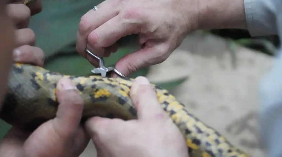 Will Smith chạm trán nghẹt thở với loài rắn khổng lồ mới ở Amazon: Dài tới 5m, cơ thể dày ngang thân cây- Ảnh 4.