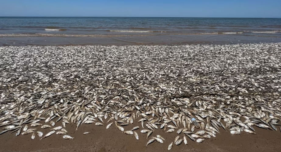 Hàng triệu con cá đột ngột chết: Đây là điềm báo gì cho nhân loại?- Ảnh 2.