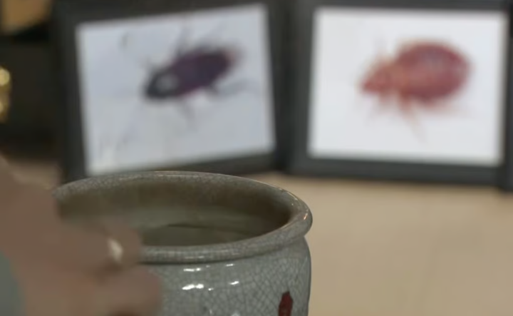 Công ty diệt côn trùng Nhật Bản làm lễ cầu siêu cho những con bọ bị tiêu diệt- Ảnh 2.