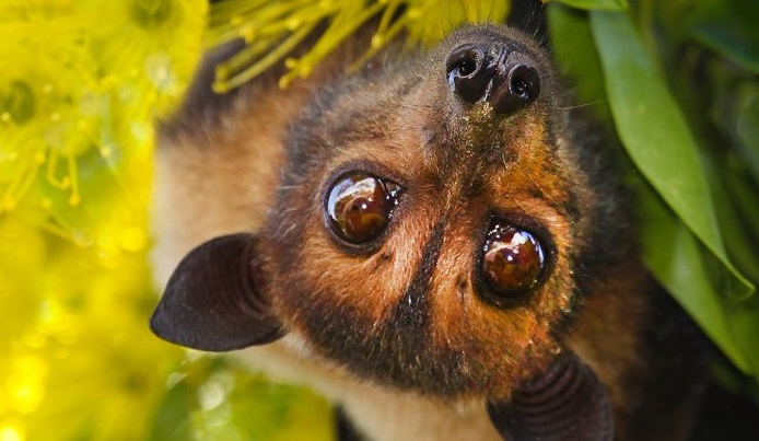 Không có vaccine, tỉ lệ tử vong tới 75%, có thể không triệu chứng: Bác sĩ giải thích vì sao dịch virus Nipah cần phòng tránh ngay từ đầu?- Ảnh 1.