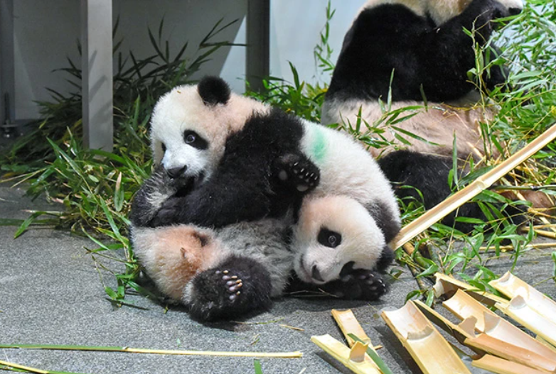 Buồn của Nhật Bản: 100.000 người đăng ký đến chia tay cặp gấu trúc song sinh về Trung Quốc, đánh dấu ngày không còn con gấu trúc nào trên lãnh thổ- Ảnh 3.