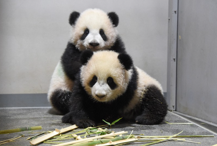 Buồn của Nhật Bản: 100.000 người đăng ký đến chia tay cặp gấu trúc song sinh về Trung Quốc, đánh dấu ngày không còn con gấu trúc nào trên lãnh thổ- Ảnh 5.