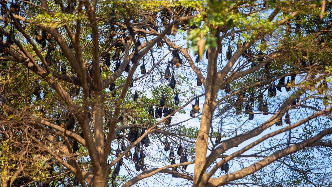 Hàng nghìn sinh vật đu kín ngọn cây ở khu dân cư suốt ngày đêm, người dân thấp thỏm vì 1 nguy cơ tiềm ẩn- Ảnh 2.