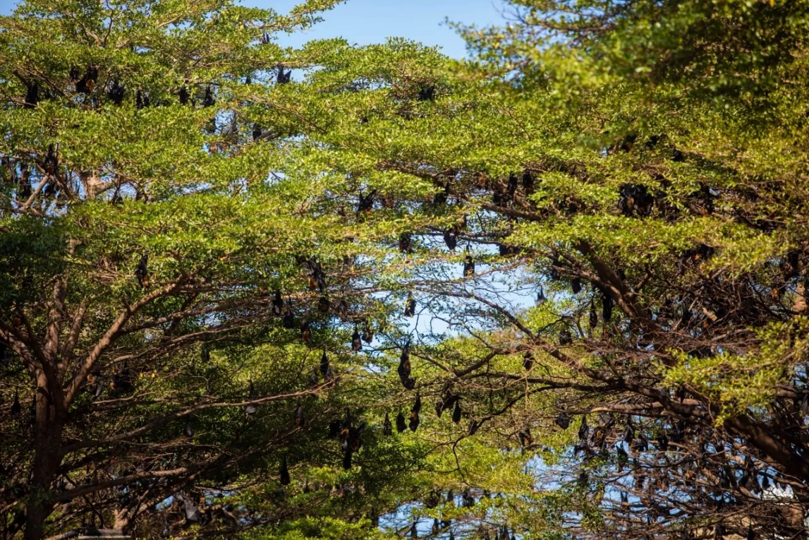 Hàng nghìn sinh vật đu kín ngọn cây ở khu dân cư suốt ngày đêm, người dân thấp thỏm vì 1 nguy cơ tiềm ẩn- Ảnh 1.