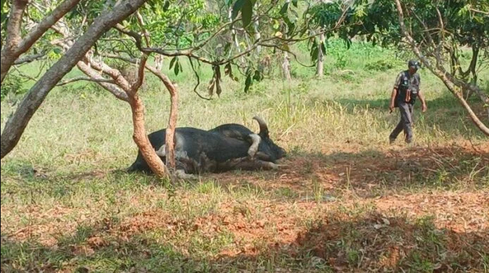 Ghé vườn nhãn, người phụ nữ sững sờ thấy sinh vật khổng lồ nằm bất động, hiện trường lập tức bị phong tỏa- Ảnh 2.