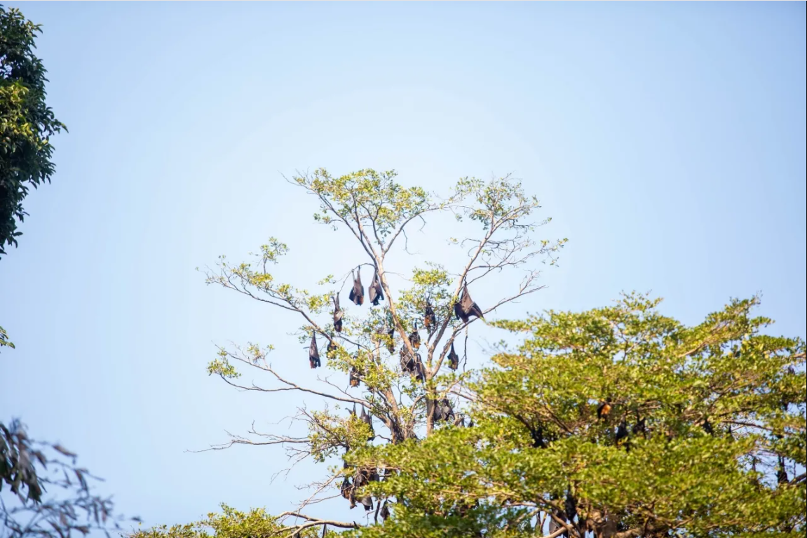Hàng nghìn sinh vật đu kín ngọn cây ở khu dân cư suốt ngày đêm, người dân thấp thỏm vì 1 nguy cơ tiềm ẩn- Ảnh 3.