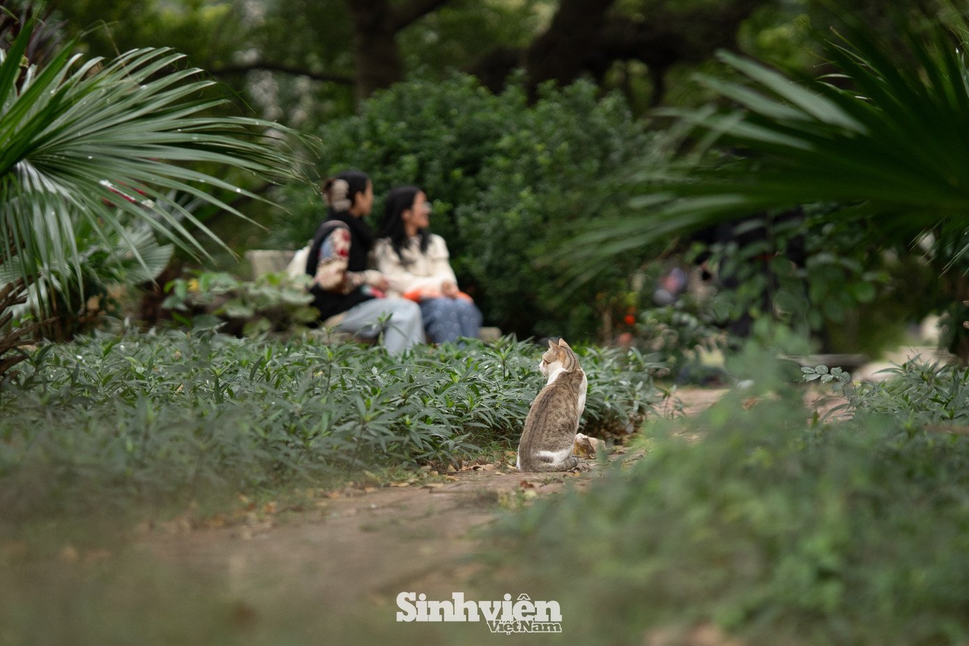 Sự thật về ‘đảo mèo’ nằm giữa hồ Bảy Mẫu, công viên Thống Nhất - 28