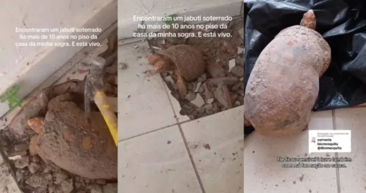 Đập sàn nhà để sửa chữa, gia đình bất ngờ phát hiện thứ vẫn “sống” dưới đó suốt 10 năm- Ảnh 1.