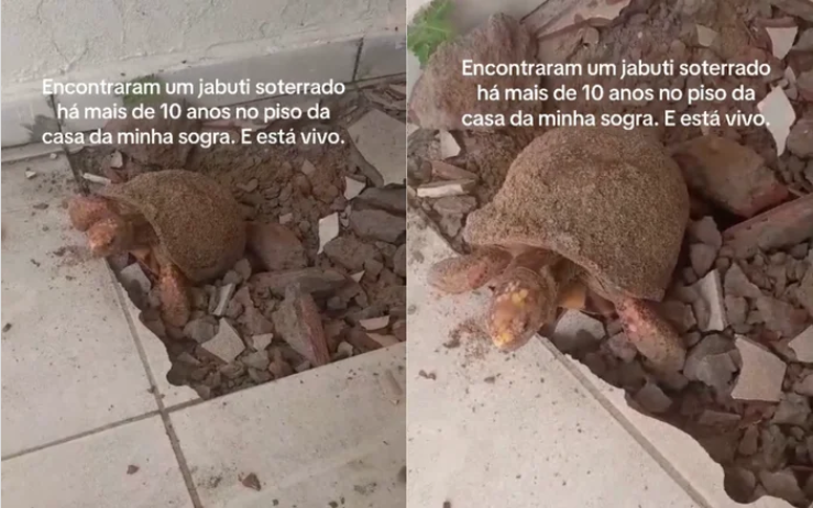 Đập sàn nhà để sửa chữa, gia đình bất ngờ phát hiện thứ vẫn “sống” dưới đó suốt 10 năm- Ảnh 2.