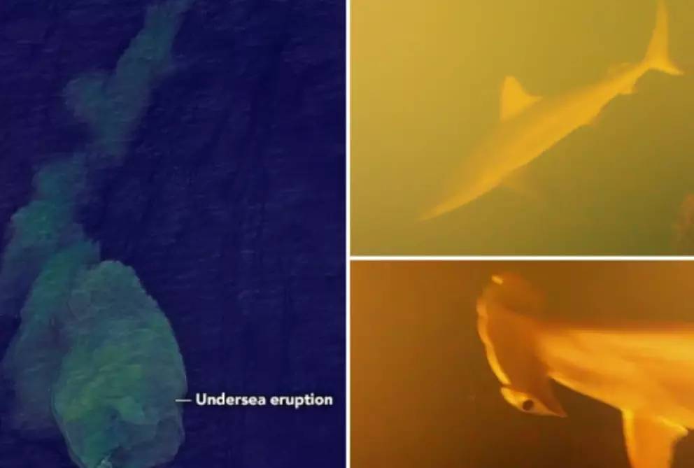 Kinh ngạc phát hiện “Vương quốc cá mập” bên trong miệng núi lửa đang sôi sục dưới đáy biển- Ảnh 1.