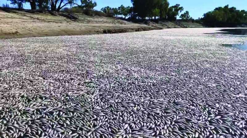 Thành phố nóng nhất thế giới: Cá bị luộc chín, chim rơi xuống đất mà con người vẫn bám trụ bằng cách này- Ảnh 2.