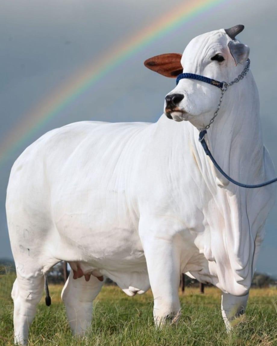 Đây là con bò đắt nhất thế giới với trọng lượng hơn 1 tấn và có giá hơn 4 triệu USD- Ảnh 3.