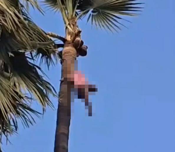 Phát hiện thi thể người đàn ông trên ngọn cây cọ- Ảnh 1.