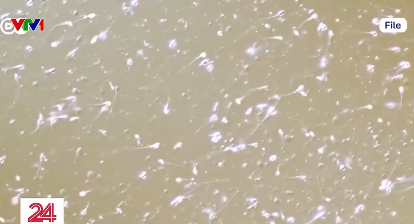 Lỗ hổng trong ngành thương mại tinh trùng tại châu Âu- Ảnh 1. Lỗ hổng trong ngành thương mại tinh trùng tại châu Âu- Ảnh 1.