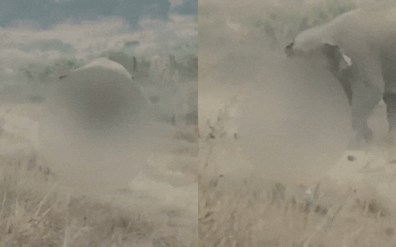 Khoảnh khắc rùng rợn: Người đàn ông bị đàn voi hoang dã giẫm chết khi mải tiến tới chụp ảnh selfie- Ảnh 1.