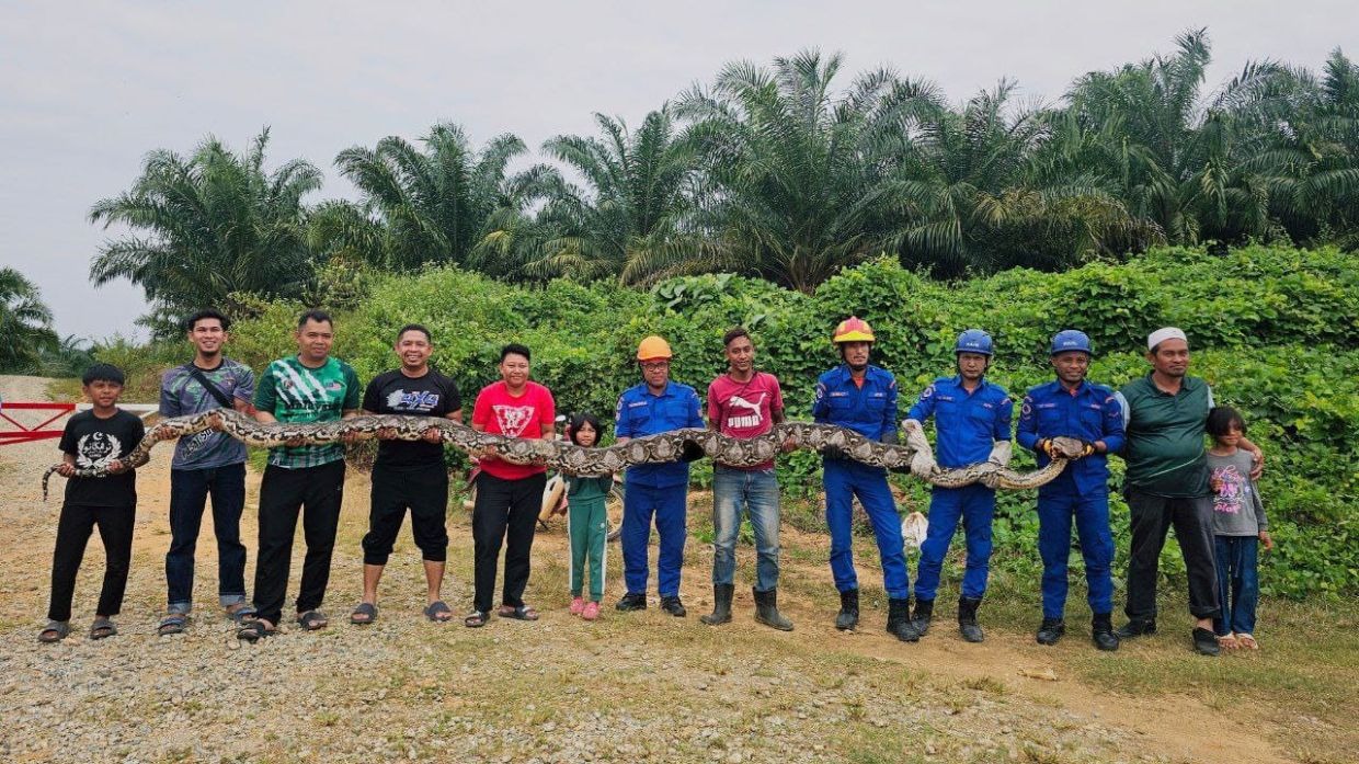 Bắt sống trăn khổng lồ dài 7 mét, nặng 80kg trong đồn điền- Ảnh 1.