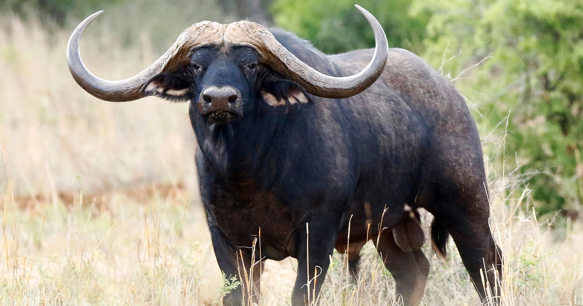 Con trâu đắt nhất thế giới giá gần 300 tỷ đồng gây chấn động: Sở hữu