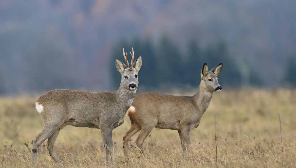 Đừng vội tin vào mắt mình, hàng ngàn loài động vật đang đội lốt nhau để che giấu thân phận thật sự- Ảnh 1.