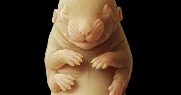 Các nhà khoa học đã vô tình tạo ra một phôi thai chuột 6 chân giống như các sinh vật trong phim 'Avatar' untitled 1 1768962617715847369675 231 0 906 1080 crop 1768962625002545387256 1769144097338 1769144097663188081309 0 0 477 764 crop 1769144114411173922447jpg