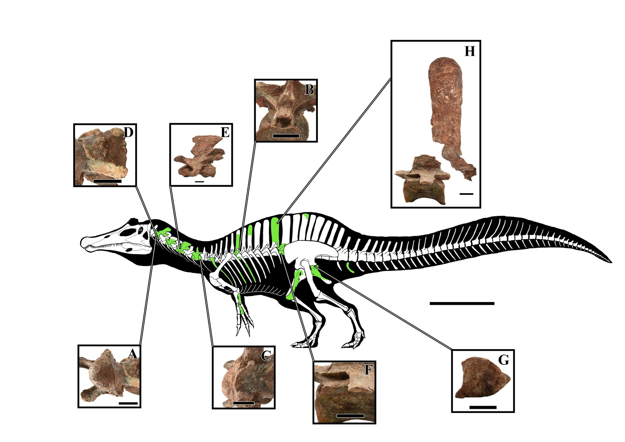 Thái Lan đào được sinh vật cổ đại kỳ lạ, có thể dài tới 8 m- Ảnh 1.
