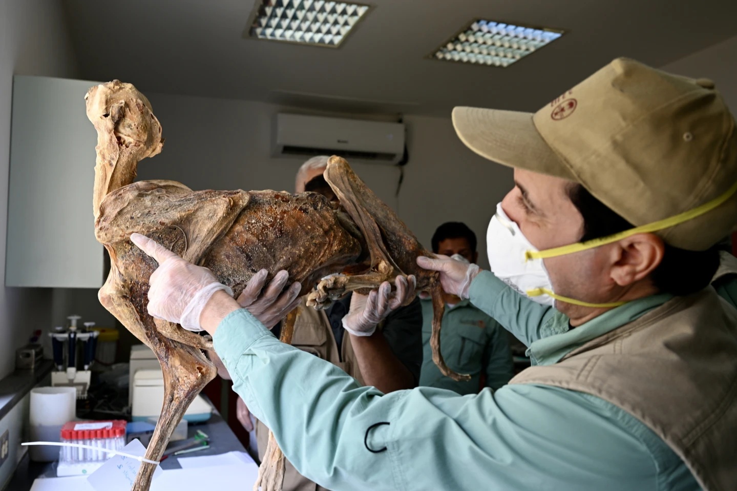 Phát hiện 7 “xác ướp” nhưng không phải con người trong hang động Ả Rập Saudi- Ảnh 2. Phát hiện 7 “xác ướp” nhưng không phải con người trong hang động Ả Rập Saudi- Ảnh 2.