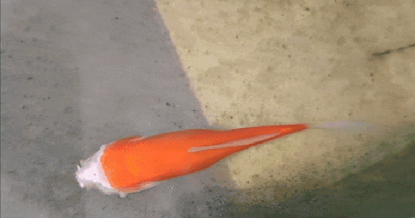 Cá vàng mất gần hết đầu vẫn sống hai tuần, hé lộ cơ chế sinh tồn đáng kinh ngạc của động vật nước ngọt 28 Cá vàng mất gần hết đầu vẫn sống hai tuần, hé lộ cơ chế sinh tồn đáng kinh ngạc của động vật nước ngọt v2 3de9b4d1076732ad38ee6a90e3cc60d8720w 1769832923745986444719 1769864410179 17698644106821529736648 53 0 386 532 crop 1769864501350982250210gifpng