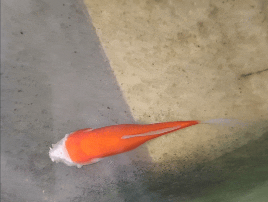 Cá vàng mất gần hết đầu vẫn sống hai tuần, hé lộ cơ chế sinh tồn đáng kinh ngạc của động vật nước ngọt- Ảnh 1.