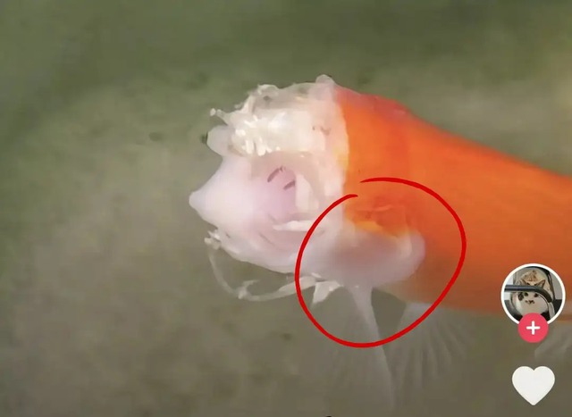 Cá vàng mất gần hết đầu vẫn sống hai tuần, hé lộ cơ chế sinh tồn đáng kinh ngạc của động vật nước ngọt- Ảnh 2.