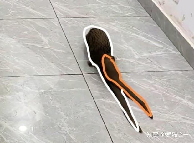 Sinh vật không đầu xuất hiện trong quán bi-a ở Congo khiến mạng xã hội Trung Quốc xôn xao- Ảnh 2. Sinh vật không đầu xuất hiện trong quán bi-a ở Congo khiến mạng xã hội Trung Quốc xôn xao- Ảnh 2.