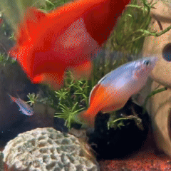 Một sinh vật lạ trông giống châu chấu đã xuất hiện trong bể cá và bơi cực nhanh, cư dân mạng cảnh báo nếu không bắt nhanh nó sẽ ăn hết cá- Ảnh 1.