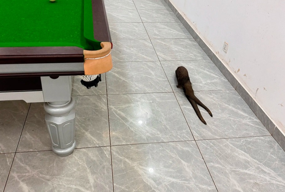 Sinh vật không đầu xuất hiện trong quán bi-a ở Congo khiến mạng xã hội Trung Quốc xôn xao- Ảnh 1. Sinh vật không đầu xuất hiện trong quán bi-a ở Congo khiến mạng xã hội Trung Quốc xôn xao- Ảnh 1.