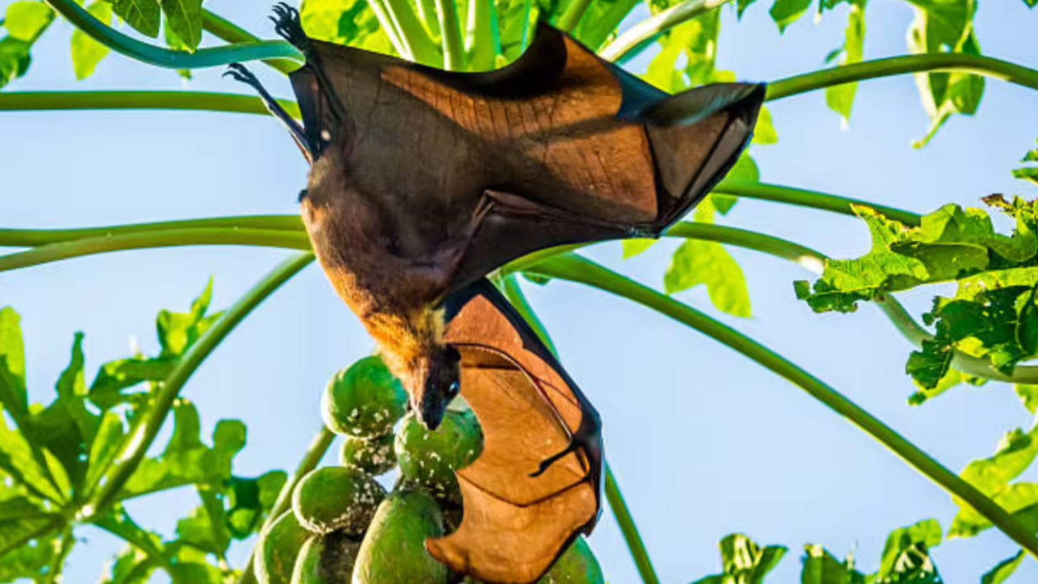 Chuyên gia cảnh báo: Loài rơi mang virus Nipah thích ăn một loại quả quen thuộc, ngày Tết ở Việt Nam bán cực nhiều- Ảnh 1.