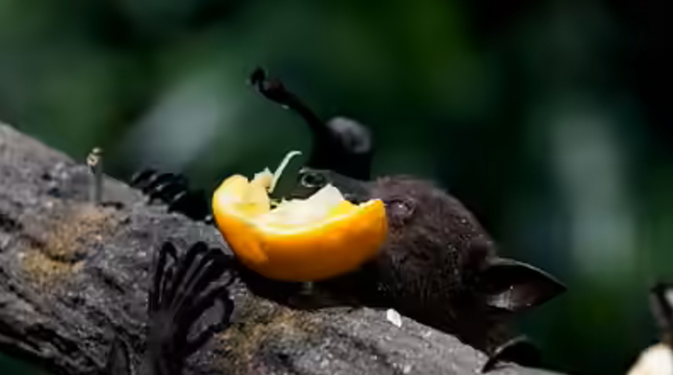 Chuyên gia cảnh báo: Loài rơi mang virus Nipah thích ăn một loại quả quen thuộc, ngày Tết ở Việt Nam bán cực nhiều- Ảnh 2.