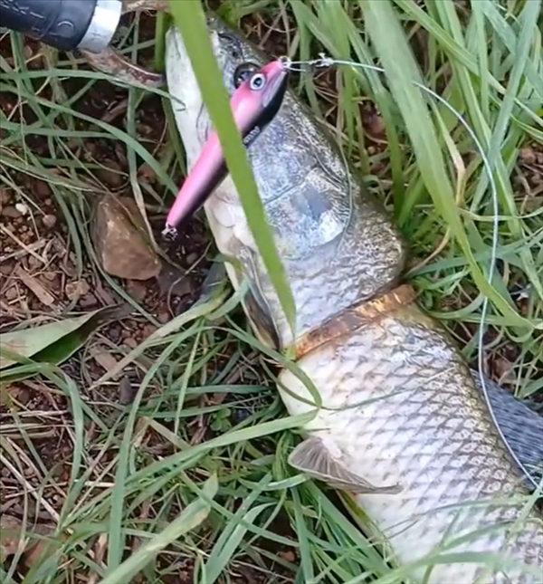 Cần thủ câu được con cá có vòng vàng trên cơ thể- Ảnh 2.