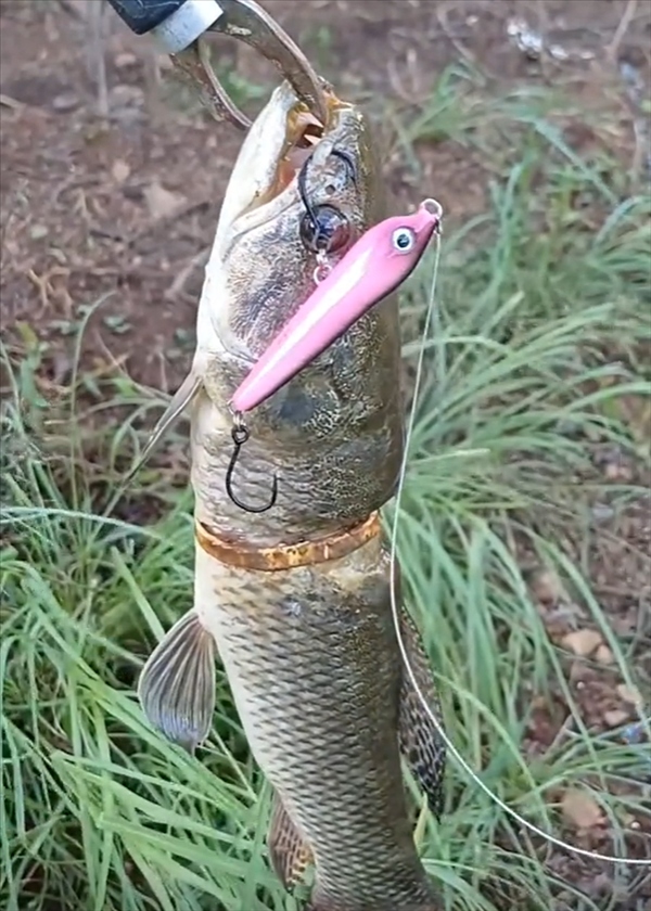 Cần thủ câu được con cá có vòng vàng trên cơ thể- Ảnh 1.