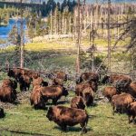 Hàng ngàn sinh vật khổng lồ tràn qua rừng lúc nửa đêm, cảnh tượng khiến mọi người sợ hãi rồi chết lặng yellowstone 3 gty er 2507171752786593532hpmain 1765794260188622307844 1765800629332 1765800630015726426149