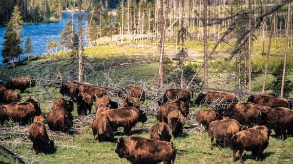 Hàng ngàn sinh vật khổng lồ tràn qua rừng lúc nửa đêm, cảnh tượng khiến mọi người sợ hãi rồi chết lặng yellowstone 3 gty er 2507171752786593532hpmain 1765794260188622307844 1765800629332 1765800630015726426149