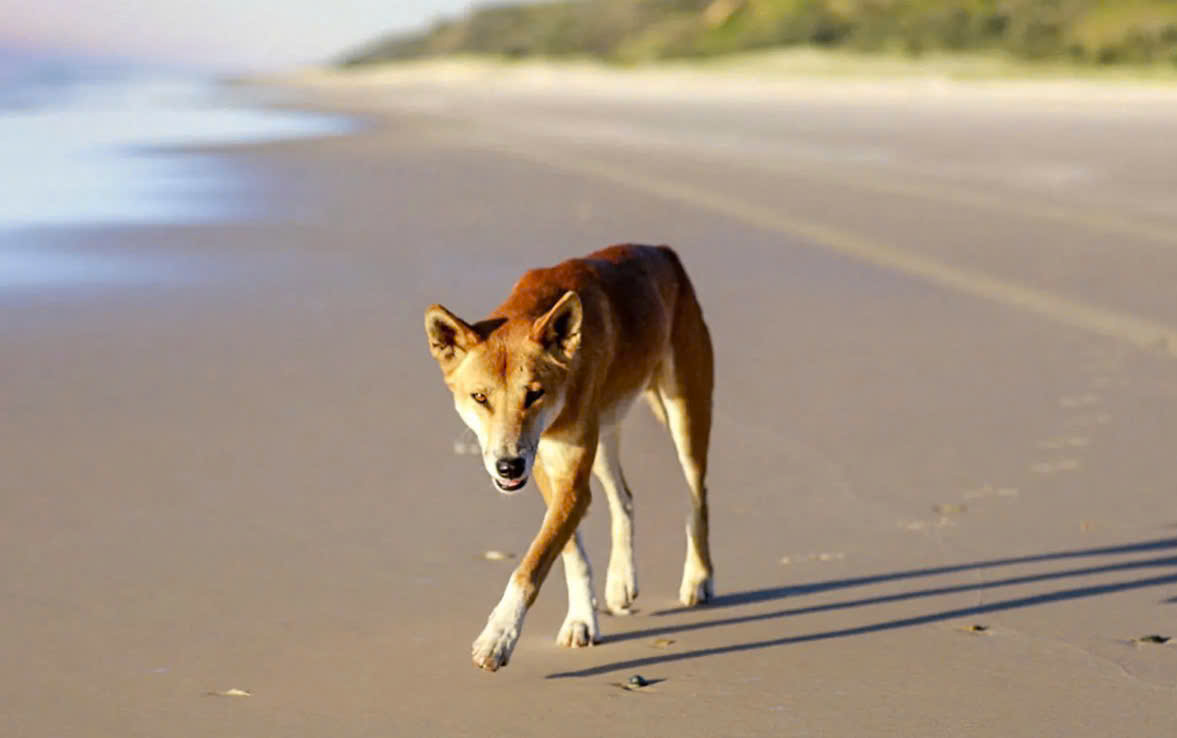 Phát hiện cô gái 19 tuổi tử vong trên bãi biển nổi tiếng với 10 con chó hoang xung quanh- Ảnh 2.