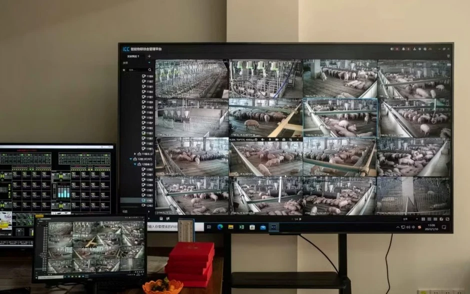 60 tấn thịt lợn ám ảnh quốc gia giàu nhất châu Á: Nhiều nông hộ đang lỗ 1 triệu đồng/con, dư thừa hàng loạt 'chung cư lợn' 60 tấn thịt lợn ám ảnh quốc gia giàu nhất châu Á: Nhiều nông hộ đang lỗ 1 triệu đồng/con, dư thừa hàng loạt 'chung cư lợn'