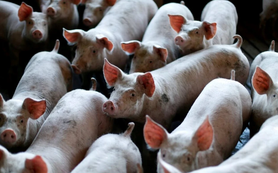 60 tấn thịt lợn ám ảnh quốc gia giàu nhất châu Á: Nhiều nông hộ đang lỗ 1 triệu đồng/con, dư thừa hàng loạt 'chung cư lợn' 60 tấn thịt lợn ám ảnh quốc gia giàu nhất châu Á: Nhiều nông hộ đang lỗ 1 triệu đồng/con, dư thừa hàng loạt 'chung cư lợn'