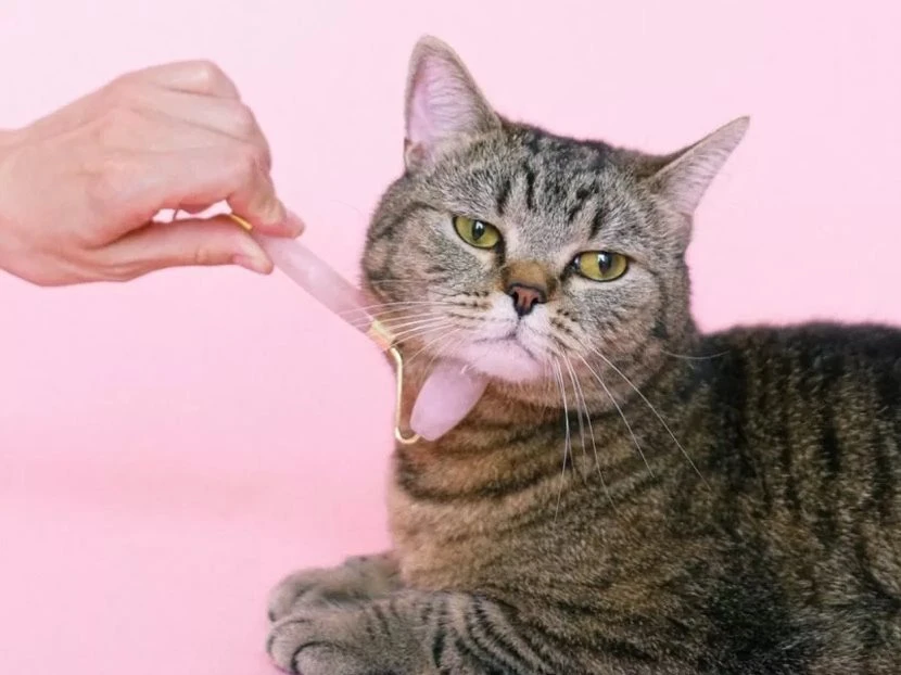 AI dịch tiếng mèo, robot trông thú cưng: Xu thế phát triển công nghệ vật nuôi bùng nổ trong kỷ nguyên AI và tỷ lệ sinh giảm