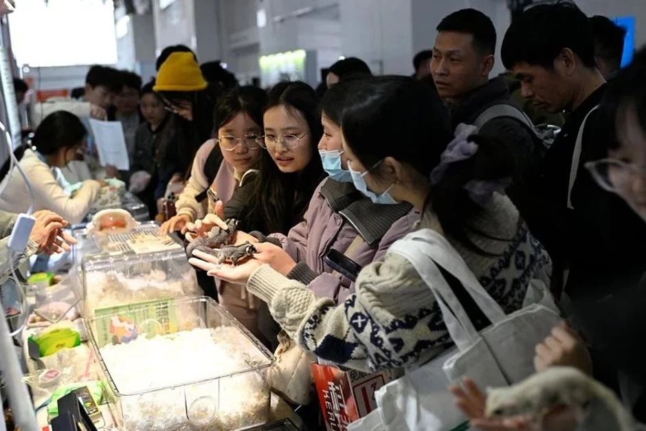 AI dịch tiếng mèo, robot trông thú cưng: Xu thế phát triển công nghệ vật nuôi bùng nổ trong kỷ nguyên AI và tỷ lệ sinh giảm