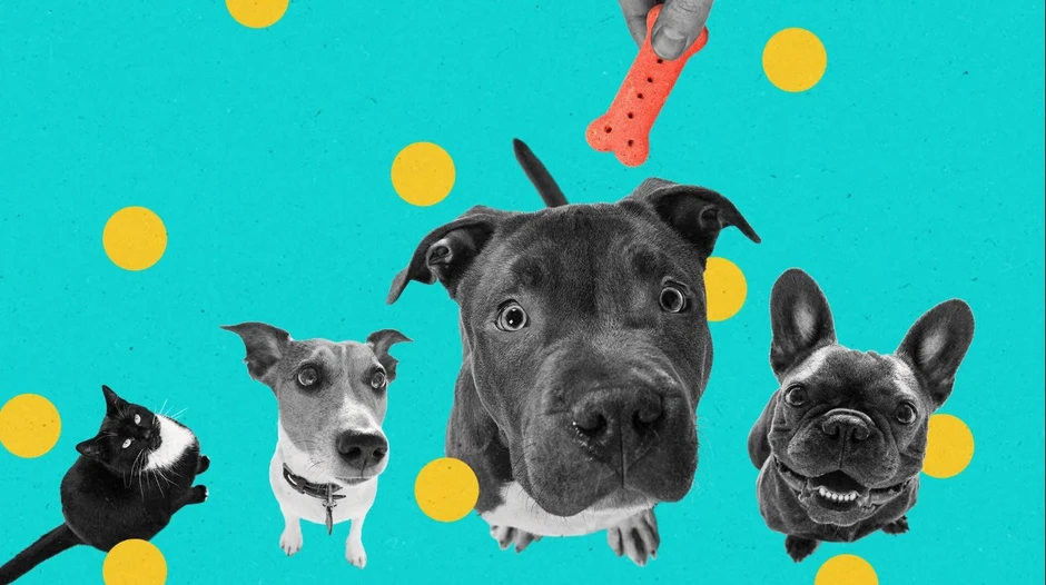 AI dịch tiếng mèo, robot trông thú cưng: Xu thế phát triển công nghệ vật nuôi bùng nổ trong kỷ nguyên AI và tỷ lệ sinh giảm