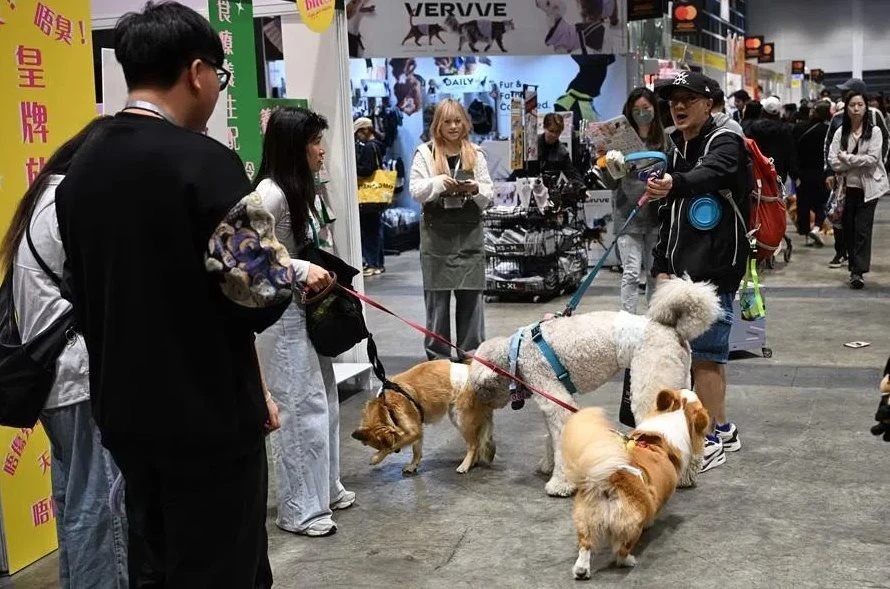 AI dịch tiếng mèo, robot trông thú cưng: Xu thế phát triển công nghệ vật nuôi bùng nổ trong kỷ nguyên AI và tỷ lệ sinh giảm